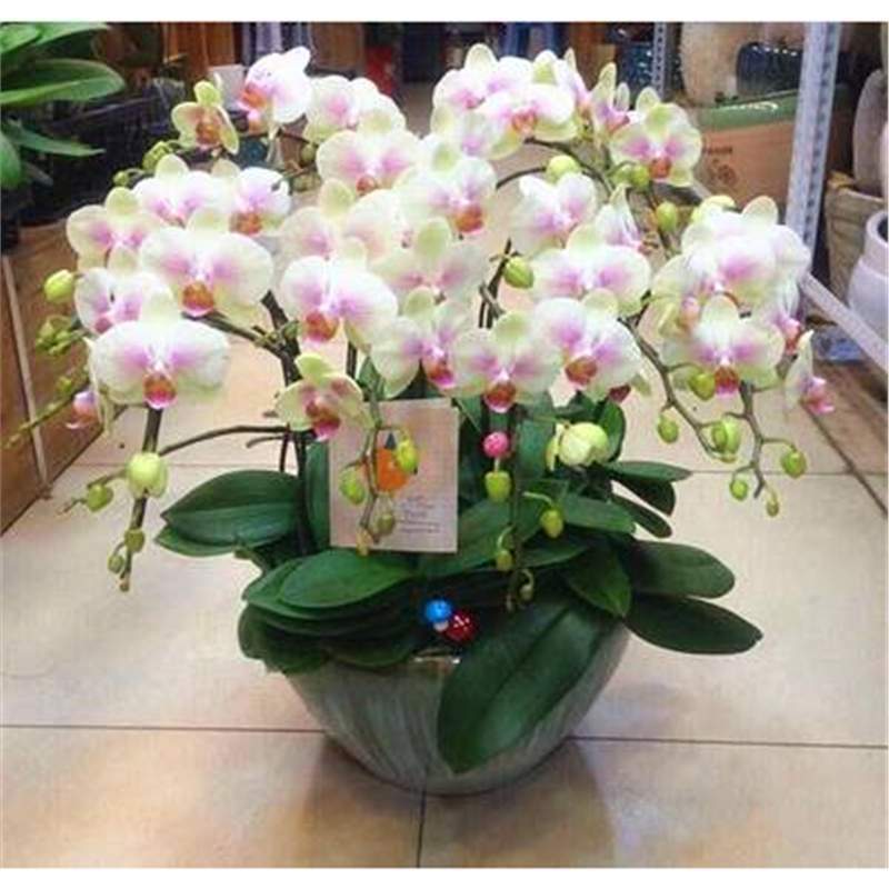 Cuatro estaciones mariposa orquídea plántulas en maceta balcón interior sala de estar flores plantas florecen con flores de maceta original