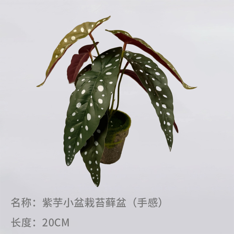 Simulación nórdica Planta verde Tortuga espalda hada Taro Escritorio Bonsai Sala de estar Hogar Decoración del suelo Decoración Decoración Paisaje de plantas falsas