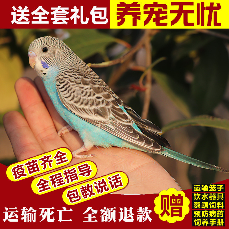 푸른 호랑이 가죽(말하는 법을 배울 수 있음)이 시작하는 방법을 가르쳐 줄 수 있습니다.