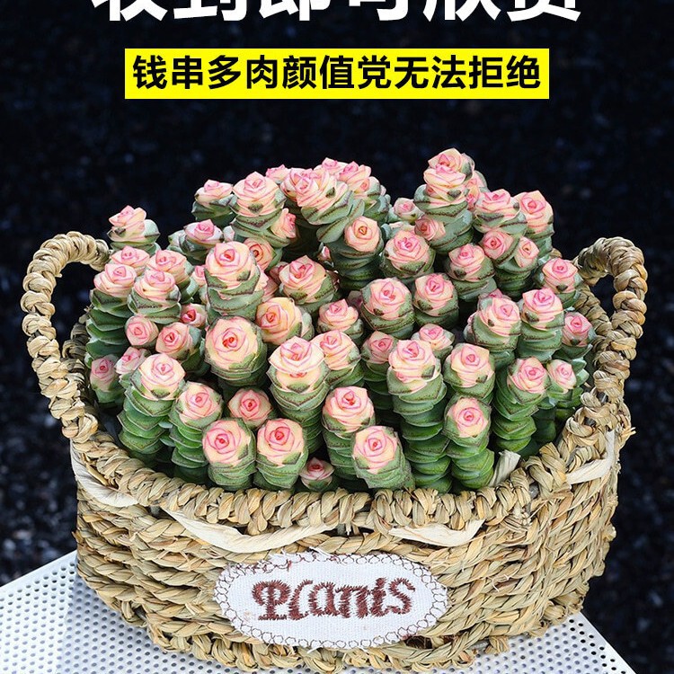Colorful Money String Succulent Green Plants Indoor Potted Plants Multi-Head Old Stem Cluster Red Heart Money String Easy-To-Care-For Flowers for All Seasons Colorful Money String Succulent Green Plants Indoor Potted Plants Multi-Head Old Stem Cluster Red Heart Money String Easy-To-Care-For Flowers for All Seasons