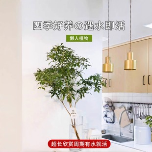 Mazuimu Hydroponic Plants, Florals, Fresh-Cut Branches, Indoor Small Potted Plants, Easy to Feed, Hanging Bell Saplings, Water-Raised Real Green Plants
