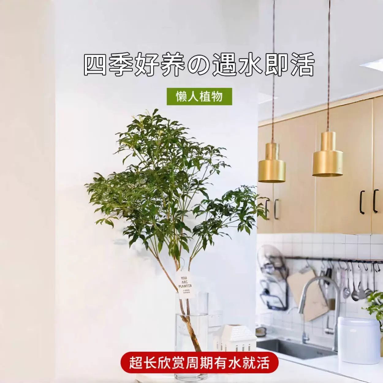 马醉木水培植物花卉鲜切枝条室内小盆栽好养活吊钟树苗水养真绿植