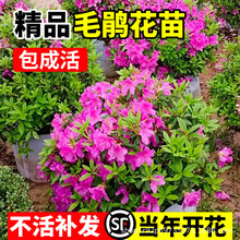 ëNͥԺļ_ֲﻨGhͺB׻