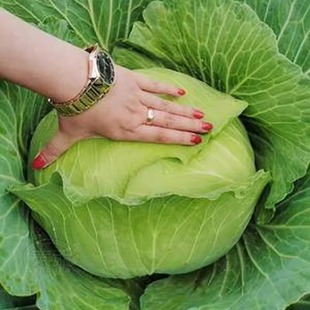 Jingfeng No. 1 Cabbage Seeds, High-Yielding Autumn Sowing Balcony Vegetable Seeds, Cabbage Seeds, Farm Vegetable Garden Cabbage Seeds