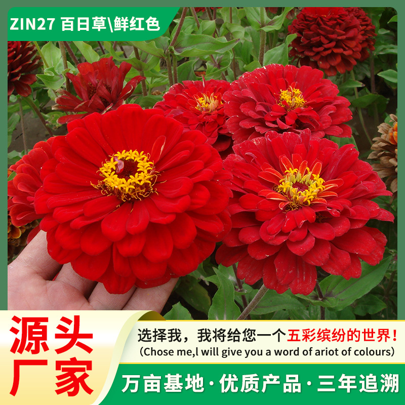 四季易种百日草花种子种籽道路庭院开花百日菊一年生室外阳台花籽