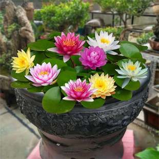 Water Lily Hydroponic Plant Root Block Rhizome Soilless Water-Raised Flower Seedlings Large Lotus Root Seedlings Shipped with Buds