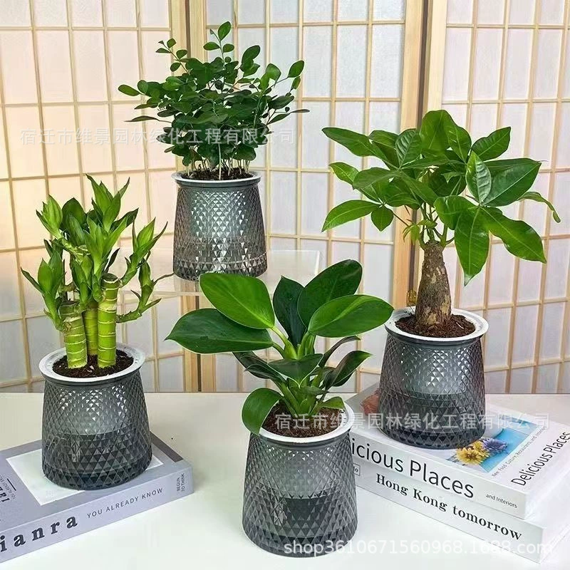 Golden Diamond Fortune Tree Jiurixiang Богатые бамбуковые растения в горшке Офис Гостиная Рабочий стол Крытый Зеленый Посадка Хороший вечнозеленый на все сезоны