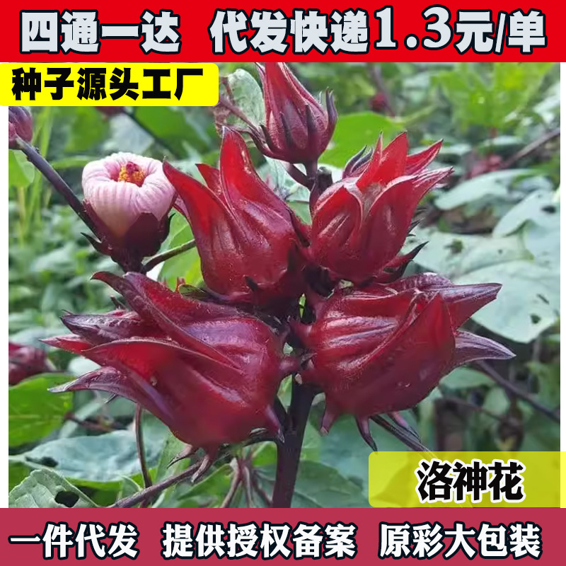 洛神花种子四季云南红金梅苗种孑玫瑰茄树苗盆栽四季开花红桃k种
