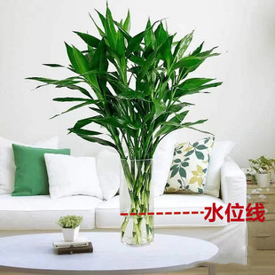 ���F��ˮ���҃�ֲ��ˮ�B���ܾGֲ�����D�\�񎧸��͏d�r��ֱ���~��