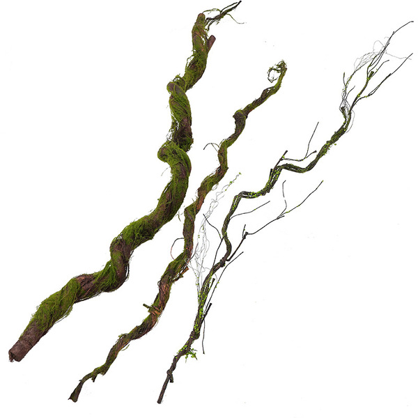 Pseudo -flowering green plant wall plant rattan branches and vine…