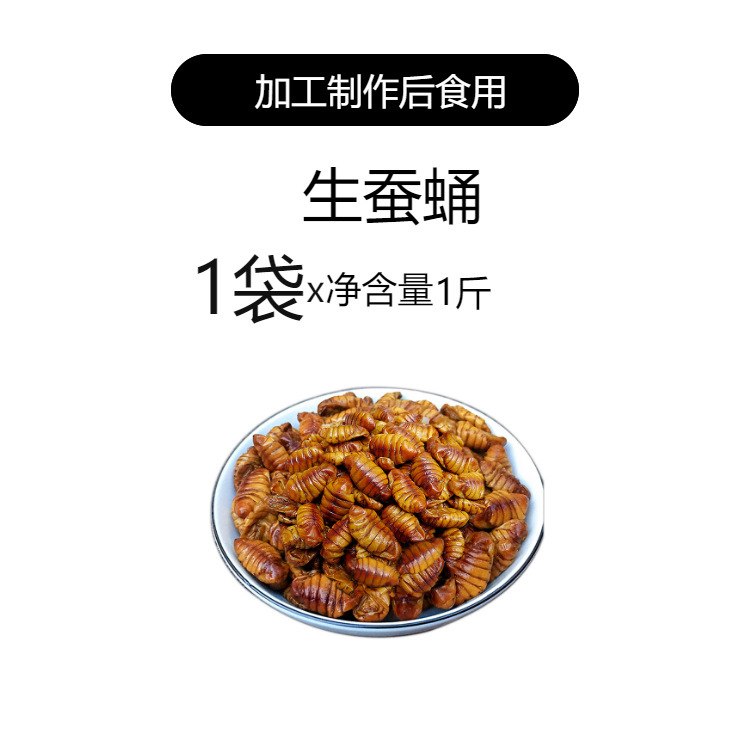 2.5kg 桑蚕蛹農場新鮮で清潔な桑蚕蛹生小さな蚕蛹繭蛹子山東省産蛹蝉冷凍送料無料|undefined