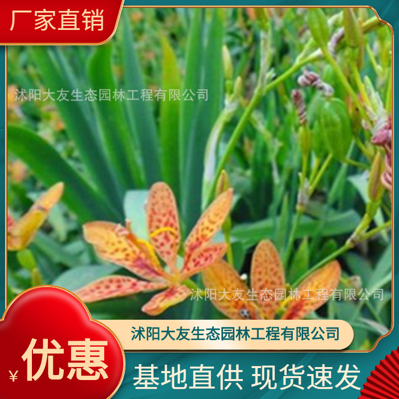 射干基地批发 自产自销  品种齐全景区造景工程绿化苗