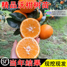 一件代发正宗广西无核沃柑树苗武鸣无籽嫁接沙砂糖橘子树果苗桔子