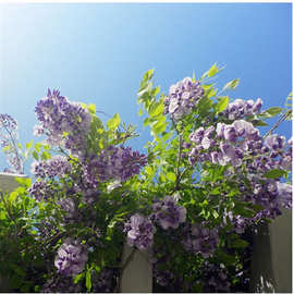 紫藤花树苗当年开花 庭院棚架绿化四季种植爬藤植物 多花紫藤苗