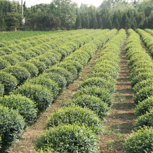 С~Ůؑ̈́eͥԺGhGļ辰Ůؑ