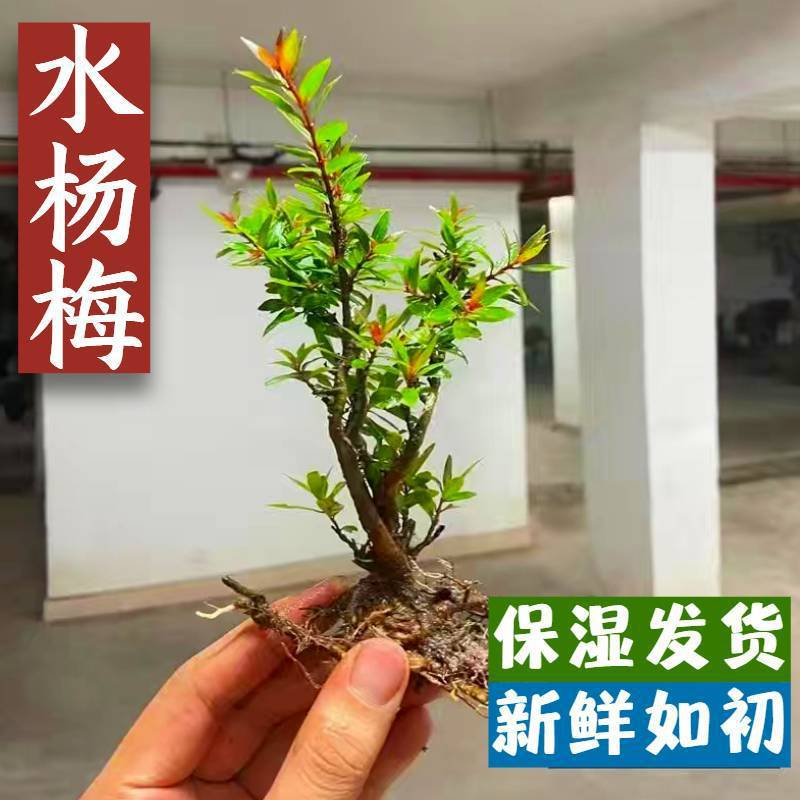 新款水杨梅水培鱼缸造景老桩造景水陆缸客厅绿植专用的夏季水培树