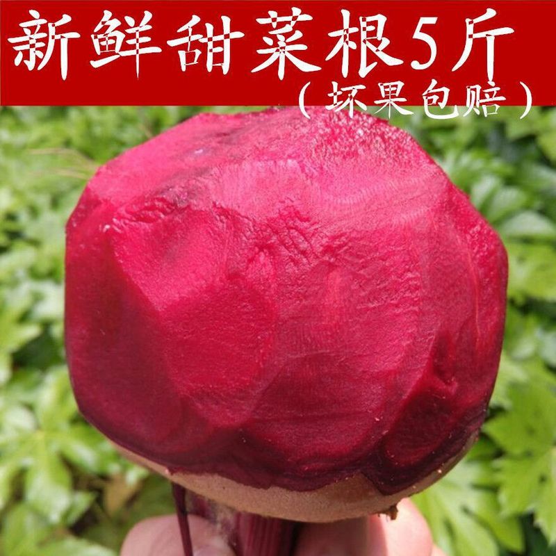 2024新鲜甜菜根5斤益顺康新鲜现挖甜菜紫菜头红菜头甜菜农家蔬菜|undefined