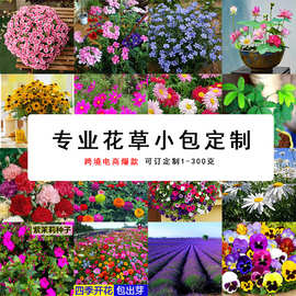 【跨境】电商爆款小包野花组合百日草波斯菊太阳花种子花种批