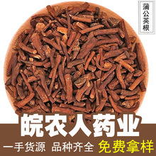 蒲公英根蒲公英根茶250g泡水泡茶大根婆婆丁根中药材大全代发批发