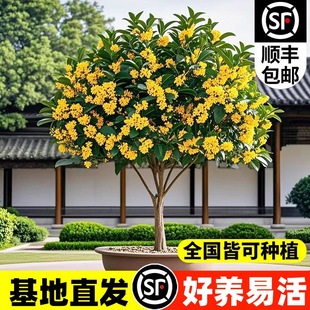 �𻨘����ļ���ͥԺ���ͻ���ԭ���ߗU����̨�w������҃����ԾGֲ