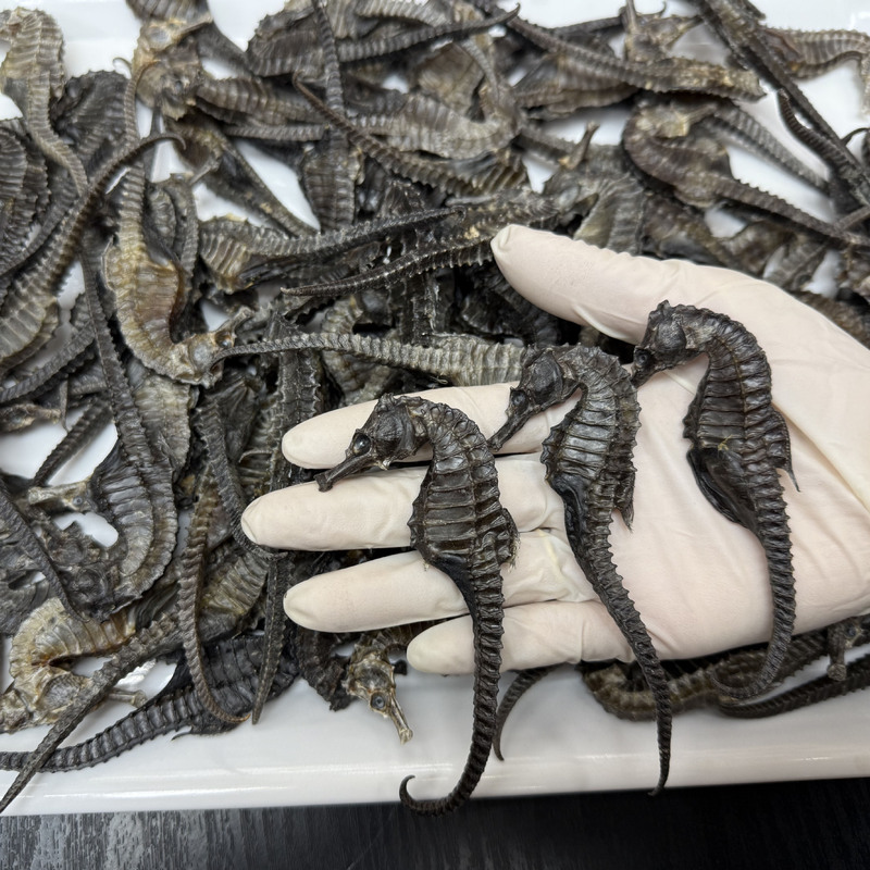 精选线纹海马干货一公一母配对中药材饮片海马泡酒药材儿童长高汤|undefined