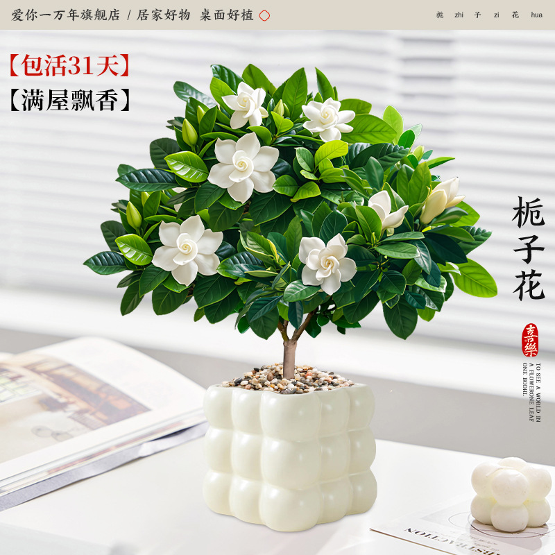 단극 치자나무 + 크림 나인스퀘어 그리드 (포장석 + 영양액 포함)