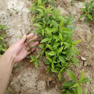 Red Fruit Holly Seedlings, Annual Red Fruit Holly Seedlings, Red Fruit Holly Saplings, Various Seedlings