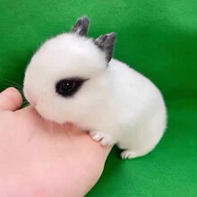 ������mС���ù�������ﴹ���ü��BС�����L����С��٪