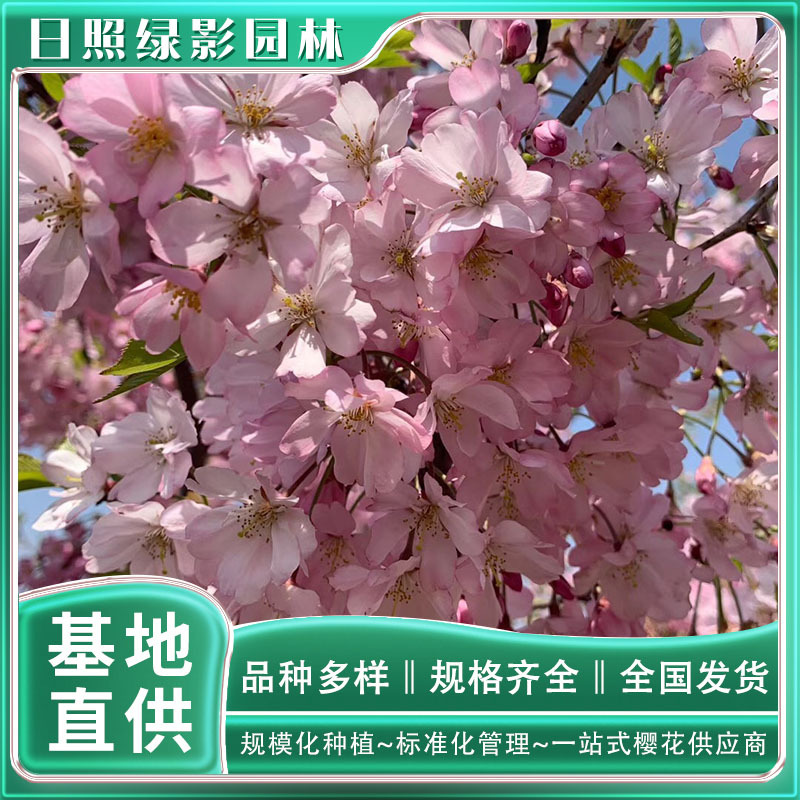 9454639801058331235 副本.jpg