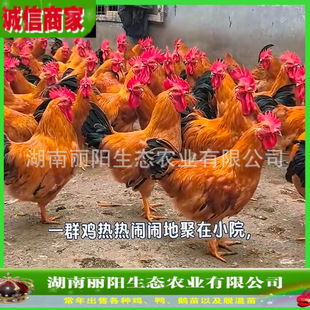 �u����wС���`ɽ���u�������ֱ�l�r����B��t���u֧���Bֳ���g