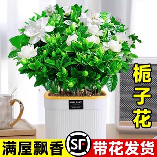 Gardenia Potted Plant Blooms in All Seasons, Indoor Hydroponic Green Plant, Fragrant Wood, Easy to Feed Jasmine with Buds