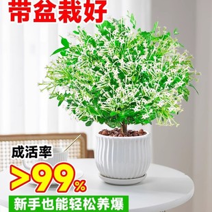 ҹ㻨Ծ㻨̨҃þGֲr