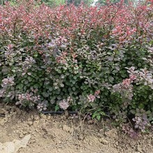 t~Сޘ~С޼t~С繤̾G̻hʖ|ͺֲ