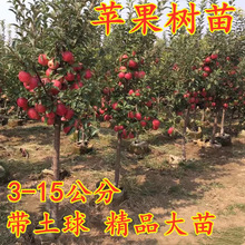 �O�������޽Ӱ����t��ʿ������С�u�Ĺ��ϱ�������ͥԺ�Nֲ����