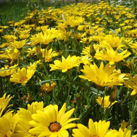 Семена гетерохризантемы Семена атласных цветов Цветочный сад Forest View Вид на двор Проект озеленения Цветы и растения Семена цветов