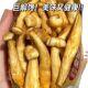 Velvet Pantotrichum Mushroom Crisp Hundred Dried Food Snack Vegetable Instant Fruit and Vegetable Crisp Vegetable Dried Original Flavor Pepper Salt Flavor