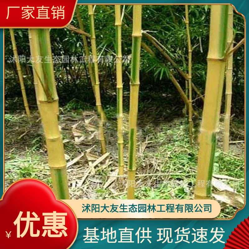 База Оптовая Бамбук Рассада Двор Растения Анжи Золотой Бамбук Рассада Живописный Район Ландшафтный Дизайн Дорога Ландшафтный Проект Озеленение