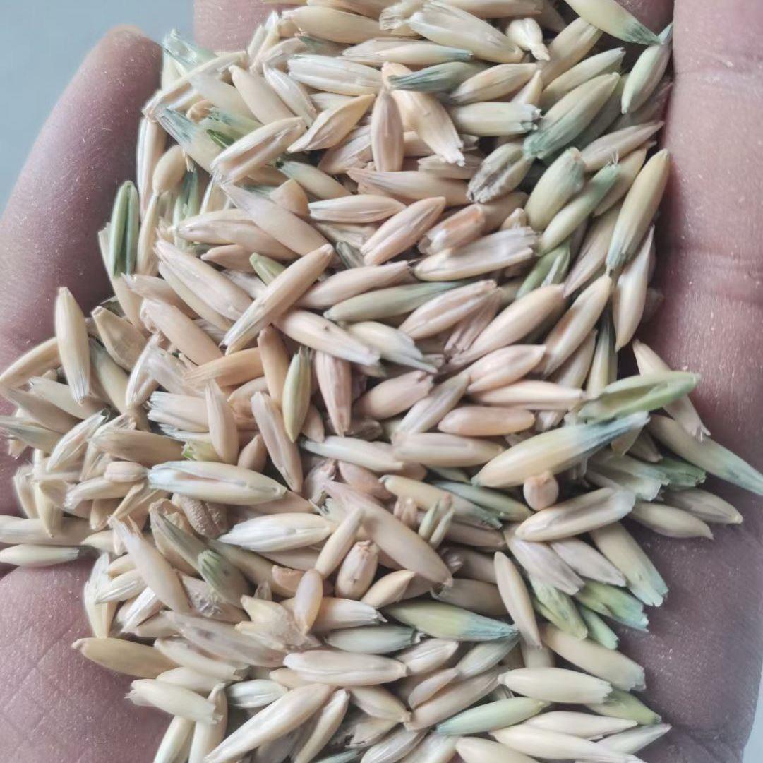 带壳燕麦种子食用皮燕麦雀麦野麦草燕麦饲用养殖牧草高产冬天耐寒