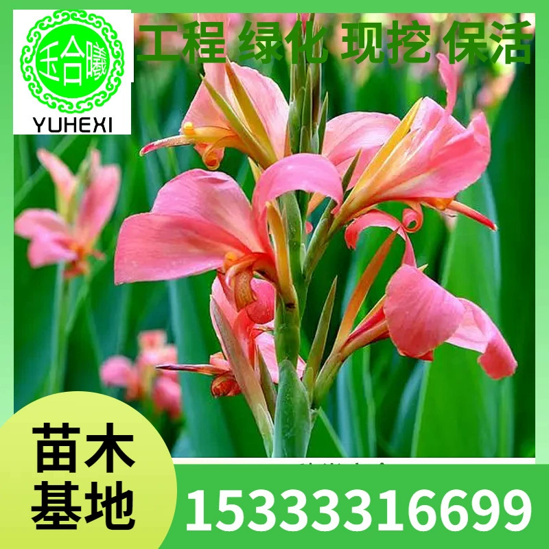 [Очистка воды в парке мокрых земель] Водные растения Красный цветок Желтый цветок с пыльцой Рассада каны Цветок Лист каны