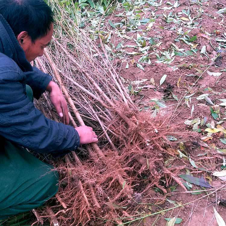 基地批发毛桃树苗占地用-年实生桃树可嫁接桃李杏用枮木