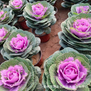 õ�����¸��{�����ͺ��ݻ���ɫ��ɫ��ɫ�tɫ���¸��{�Ϙ����¸��{