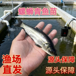 正宗大品种螺蛳青鱼苗黑皖鱼花白鲢草鱼苗鲫鱼苗养殖鱼苗