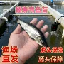 养殖品种螺蛳花白鲢鲫鱼苗