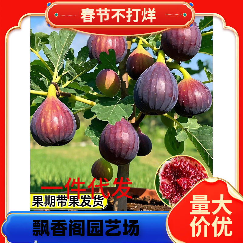 无花果树果苗室内阳台盆栽波姬红无花果苗四季南北方种植带果发货