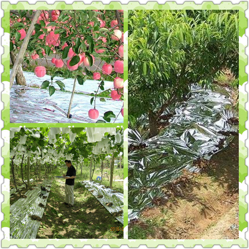 农业pe反光膜 地膜 遮光除草 温室蔬菜反光膜 果树反光膜