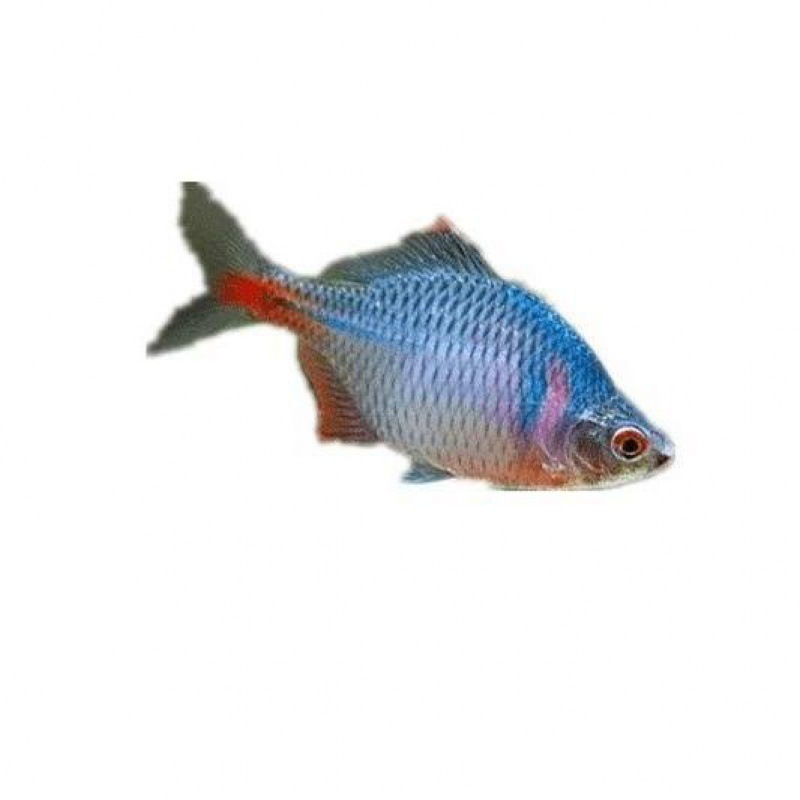 フナ、観賞魚、冷水魚、ネイティブ魚、カラフルなフナ、ハイボディフナ、小型淡水魚、飼いやすい|undefined