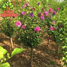 ͥԺľȻذʳ̨Ԯ_ϱNֲ̾Gľ