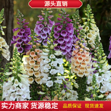 毛地黄种子多年生洋地黄指顶花吊钟花子四季播种室内庭院花种籽子