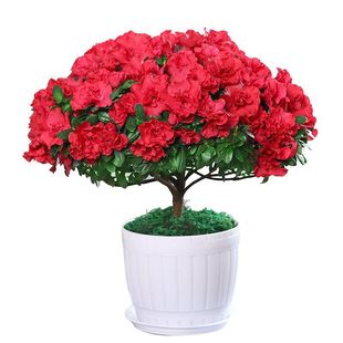 ���N�������ļ��_���������Ϙ����w�l؛�҃����̨���B�׻��