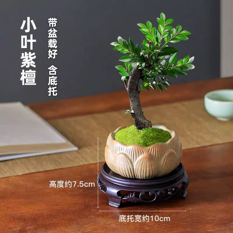 Мелкие листья розового сандалового ландшафта Бонсай растения